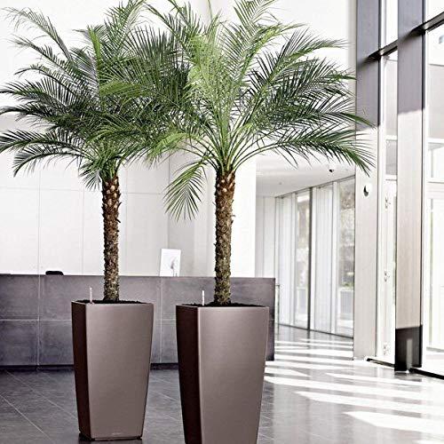 Phoenix Roebelenii Green Miniature Pygmy Date Palm Tree