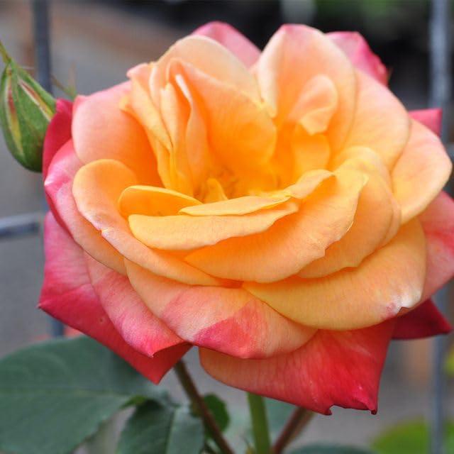 Heirloom Roses Rose Bush - The Joseph's Coat Climbing Plant , Live Plants For Outdoors , Multi Colored Own Root Bushes For Planting , 6+ Hours of Direct Sunlight