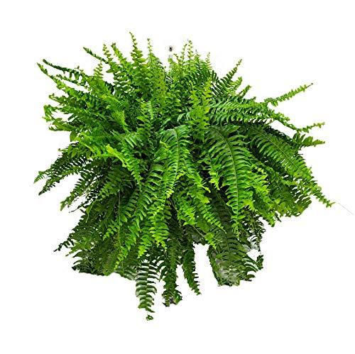 Tropical Plants of Florida 10" Boston Fern Hanging Basket 32" to 34" Wide; Bright, Indirect Sunlight, Large Hanging Plant with Metal Hanger