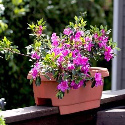 Bloem Railing Planter