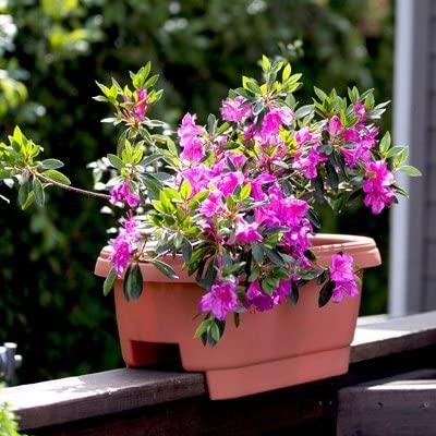 Bloem Railing Planter