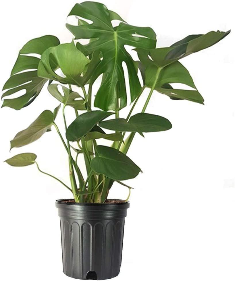 American Plant Exchange Monstera Adansonii Swiss Cheese, 4-Inch Pot, Live Vining Houseplant