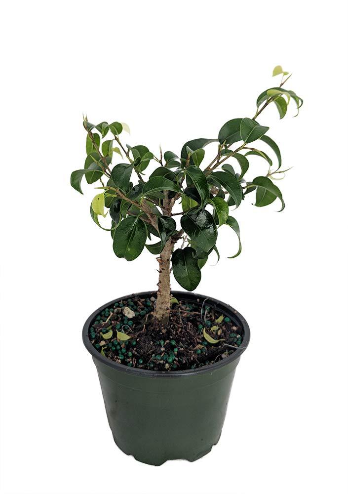Durable Indoor Ficus Bonsai with Dark Green Leaves in 4" Pot