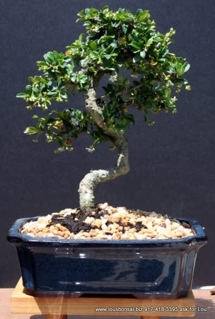 Brussel's Bonsai 1 Feet White Flowering Fukien Tea In pot (with soil)