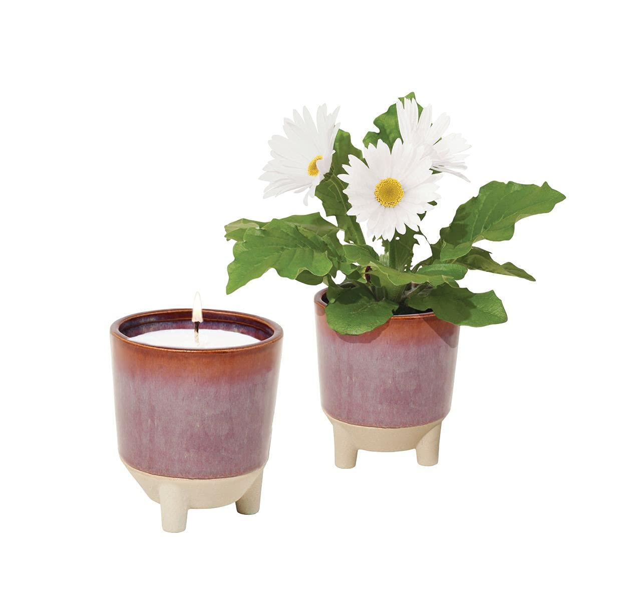 Wildflower Fields Ceramic Candle and Daisy Grow Kit