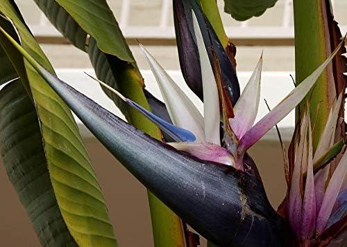 Giant White Bird of Paradise in Black Pot