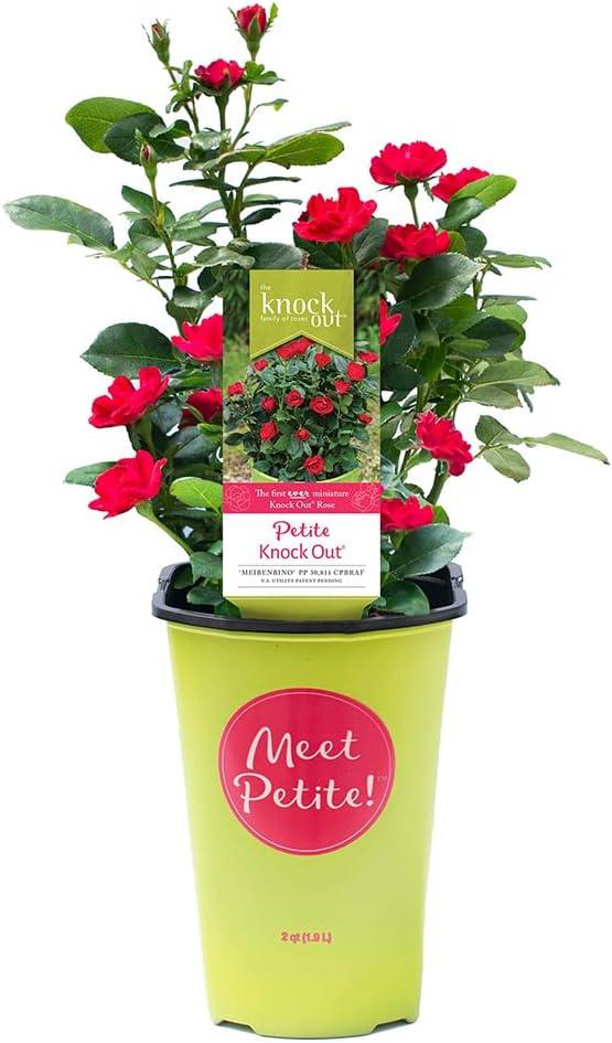 Compact Fire Engine Red Petite Knock Out Rose (2 Quart)