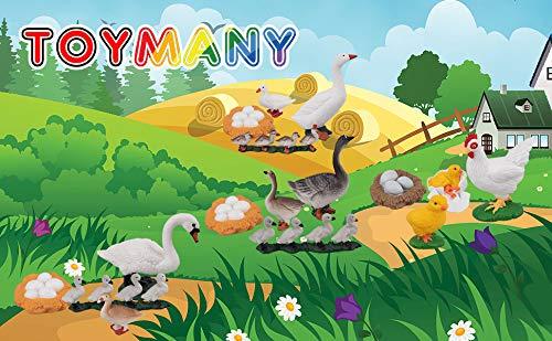 Toymany 16PCS Life Cycle of Goose White Swan Chicken Duck Farm Animals Figures, Plastic Safariology Growth Cycle Eggs Figurines Toy Kit School Project Cake Topper for Kids Toddlers