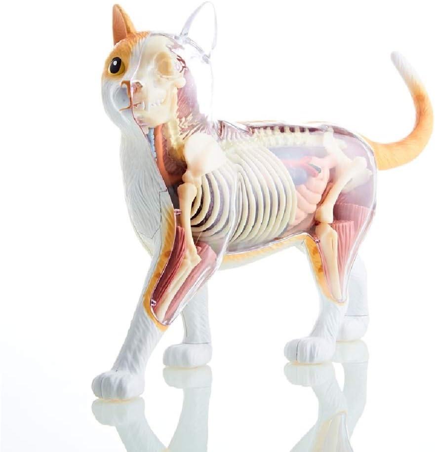 Multicolor 11.5" Cat Anatomy Model with Detachable Parts