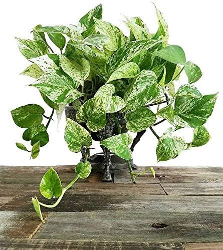 American Plant Exchange American Plant Exchange Marble Queen Pothos, 6-Inch Pot, Live Vining Plant, Easy Care Houseplant for Home & Garden