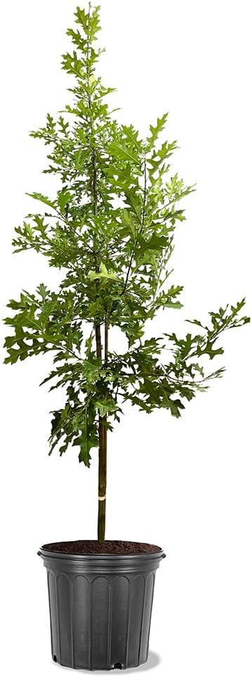 5 Gal. Northern Red Oak Deciduous Shade Tree with Green Foliage