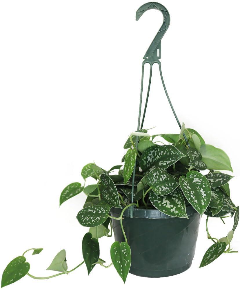 Silver Satin Pothos 8-Inch Hanging Basket with Green and Silver Foliage