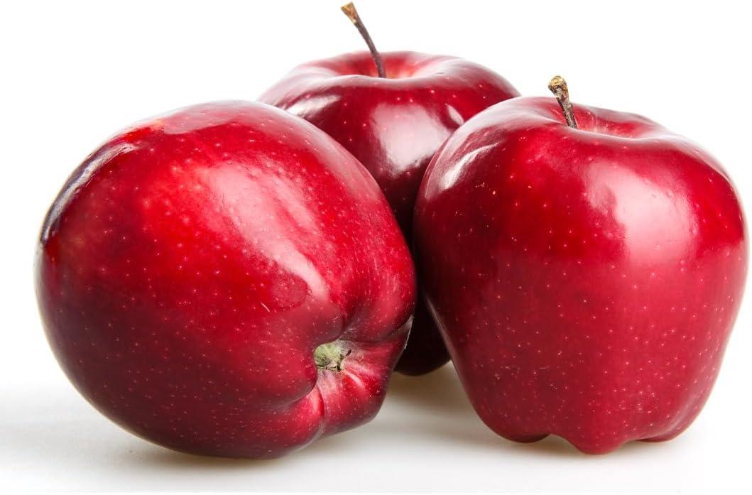 American Plant Exchange Red Delicious Apple Tree, Live Outdoor Fruiting Plant, Large Fruit Producing