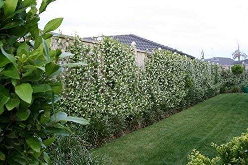 Star Jasmine 10 Live Plants Evergreen Vine