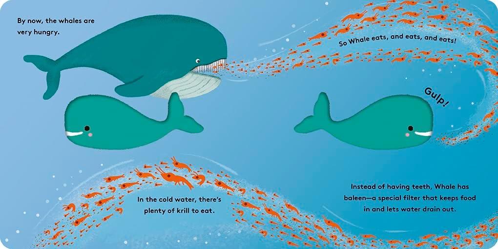 Whale - (Little Life Cycles) by Maggie Li (Board Book)