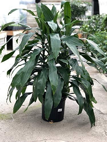 Large Dark Green Dracaena Janet Craig in Black Plastic Grower Pot