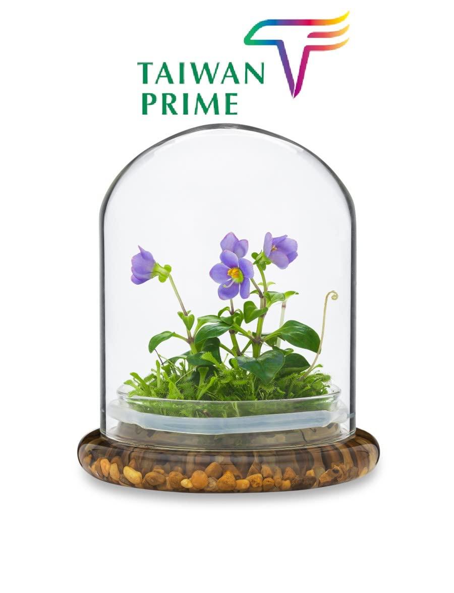Award Winning: Persian Violet with Sundew Moss - Live Flower Terrarium in Self Sustaining Glass Jar, Maintenance Free and Blooms All-Season, Great Unique Gift and Home Decor, 100% Growth Guarantee