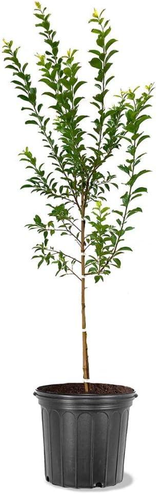 Methley Plum Tree in 5-Gallon Pot for Outdoor Landscaping