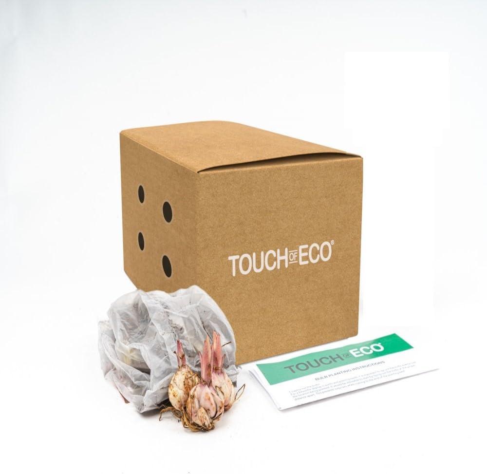 Touch of ECO Lilium Oohs and Aahs - Colorful Mix of Yellow, Red, Pink, Orange Lily Flowers - 10 Bulbs - Attracts Butterflies, Bees & Hummingbirds