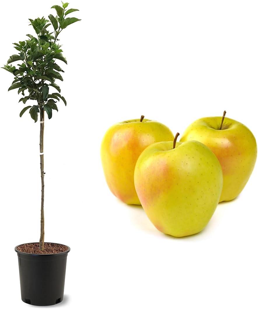 American Plant Exchange Dorsett Apple Tree, Live Outdoor Fruiting Plant, Sweet, Crisp And Tangy Fruit