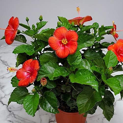 Tropical Plants of Florida 26" to 28" Double Peach Hibiscus Bush; Flowering Plant, Full Sunlight