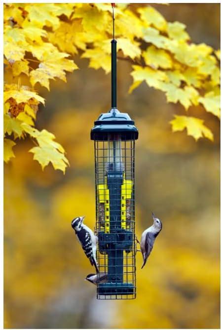 Brome Bird Care Squirrel Buster Truly Squirrel-Proof Suet Feeder (Green, 2-Pack)