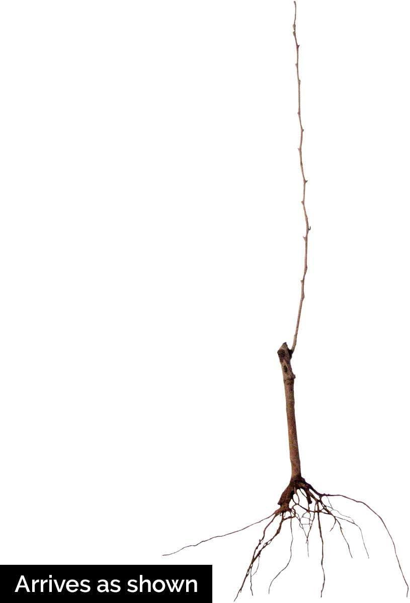 Olympic Giant Asian Pear Standard Dormant Bare Root Starter Fruit Tree (1-Pack)