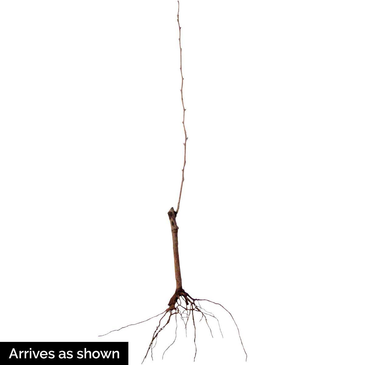 Olympic Giant Asian Pear Standard Dormant Bare Root Starter Fruit Tree (1-Pack)