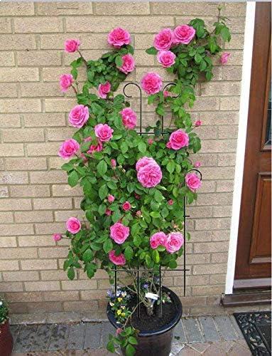 2 Pack Black Coated Wave Pot Trellis Panel 31'' Plant Stakes for Climbing Plants Outdoor Roses Vines Flower Vegetable Supports