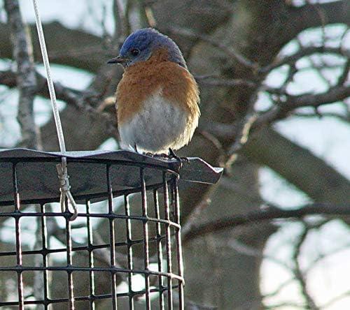 Blue Glass and Metal Squirrel Resistant Hanging Bird Feeder