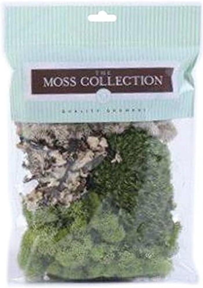 Assorted Preserved Moss Variety Pack for Crafts