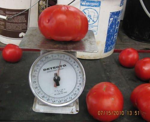 Clovers Garden Goliath Tomato Plant – Two (2) Live Plants – Not Seeds – Each 5" to 7" Tall, in 3.5 Inch Pots