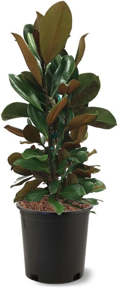 D.D. Blanchard Southern Magnolia Tree in Black Container