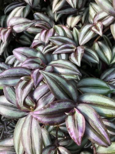 Daylily Nursery Wandering Jew Live Plant with 4in Pot