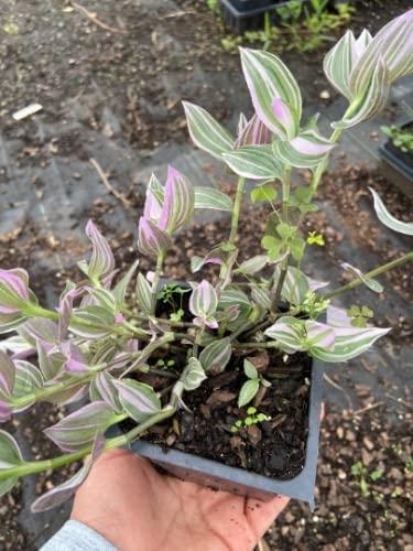 Daylily Nursery Wandering Jew Live Plant with 4in Pot