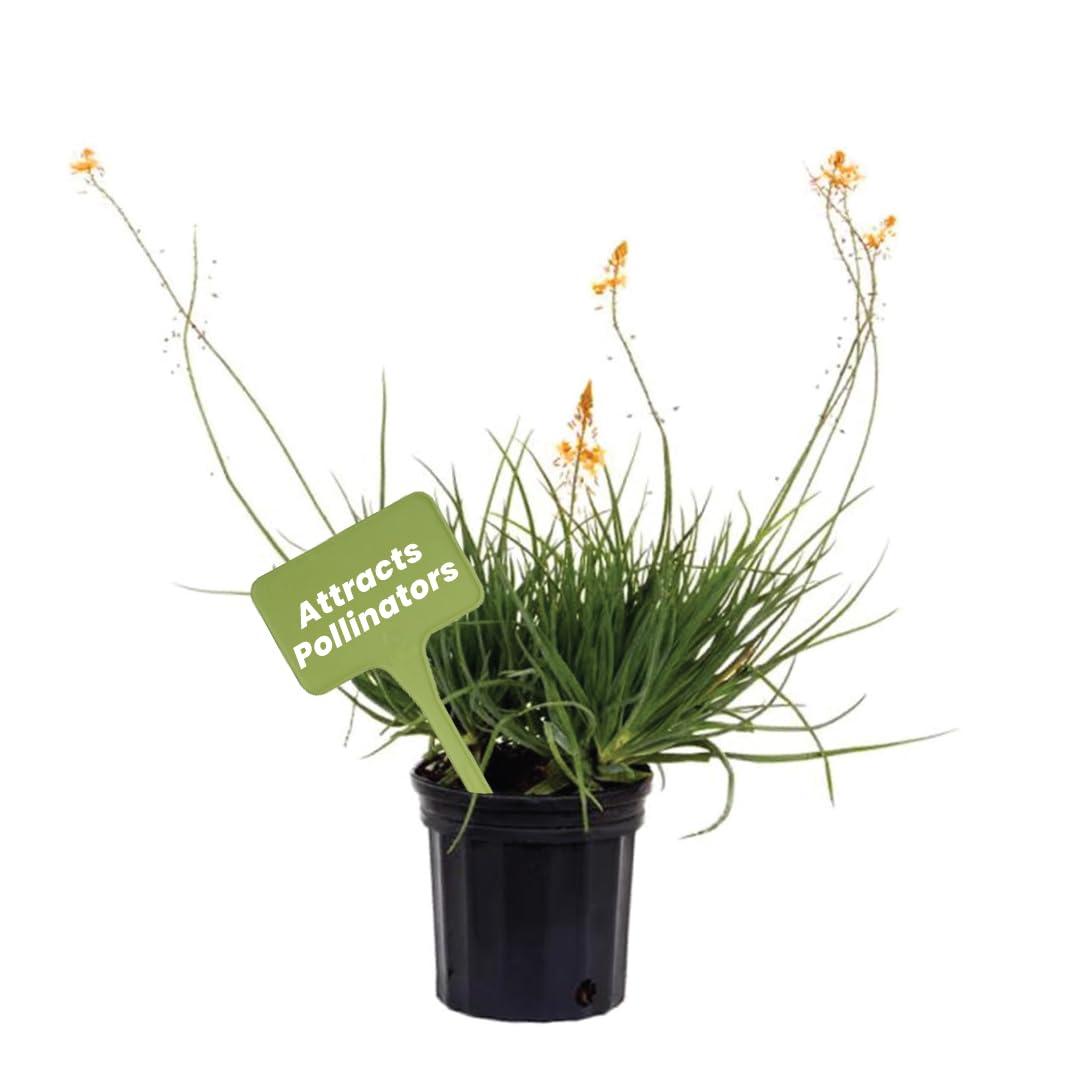 American Plant Exchange Live Orange Bulbine Landscape Plant, 6-Inch Pot