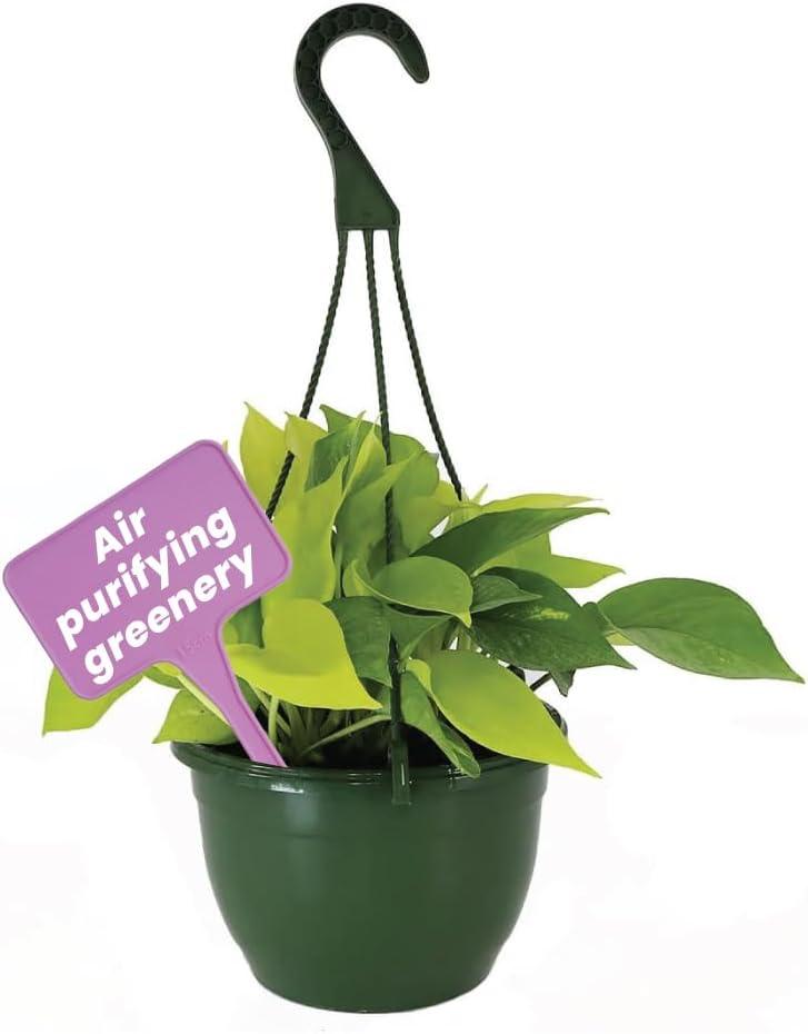 American Plant Exchange Neon Pothos Indoor/Outdoor Live Plant, 2 Gallon Hanging Basket