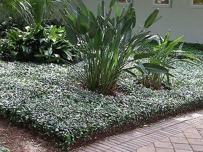 Asiatic Jasmine Minima 2" Evergreen Groundcover Shrub - 60 Live Plants