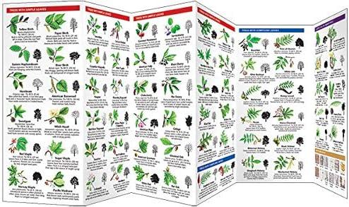 Wildlife and Nature Identification: Trees : A Folding Pocket Guide to Familiar North n Plants (Other)