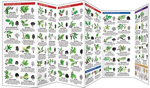 Wildlife and Nature Identification: Trees : A Folding Pocket Guide to Familiar North n Plants (Other)
