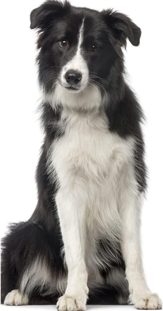 Wet Paint Printing Collie Dog Scotch Collie Rough Collie Prop Cardboard Standup