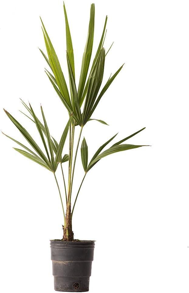 American Plant Exchange Windmill Palm Tree, Cold-Hardy Outdoor Landscape Plants, Zones 7-11