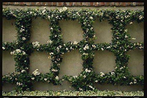 Star Jasmine 10 Live Plants Evergreen Vine