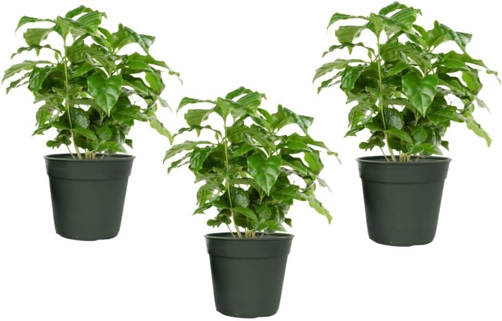 American Plant Exchange Arabica Coffee Plant, 4-Inch Pot 3 Pack, Deep Green Foliage, Live Fruiting Houseplant