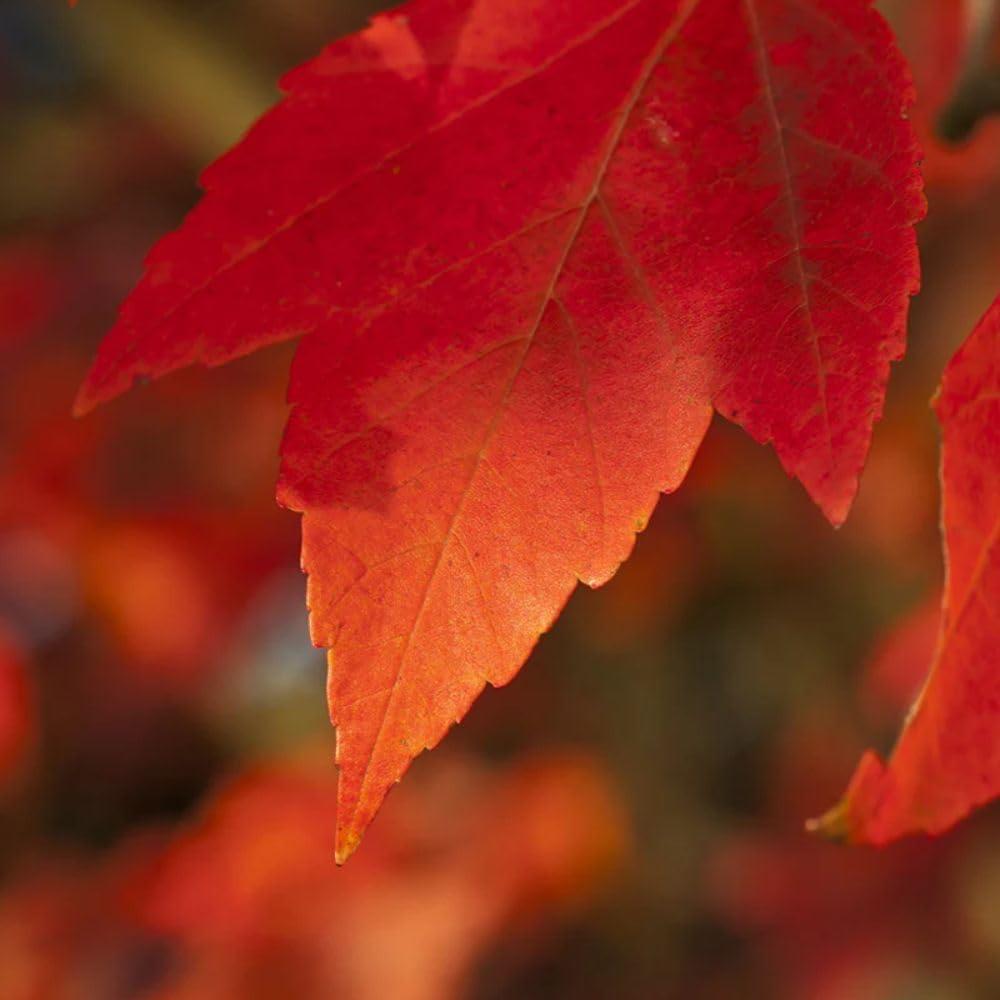 Sunset Red Maple Tree in 5-Gallon Container