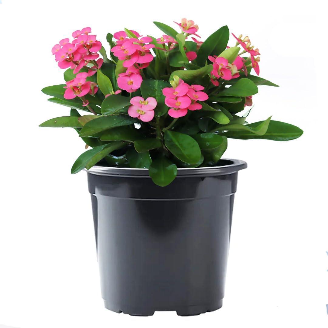 American Plant Exchange Live Evergreen Crown of Thorns, 6-inch pot, Red, Pink or Yellow