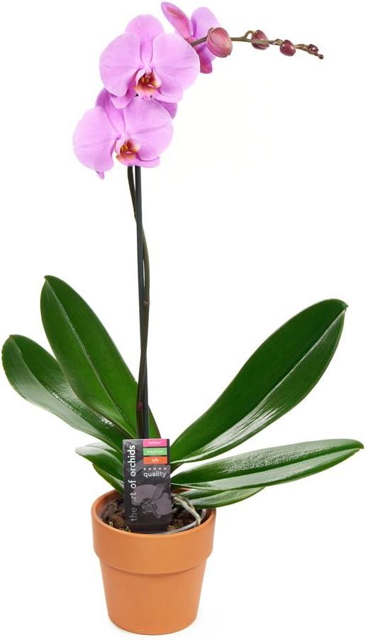 KaBloom : One Phalaenopsis Purple Orchid Plant (1 ) in a 5-inch Pot, Next-Day Delivery.