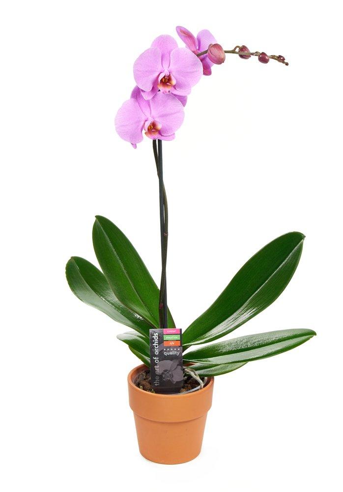 KaBloom : One Phalaenopsis Purple Orchid Plant (1 ) in a 5-inch Pot, Next-Day Delivery.