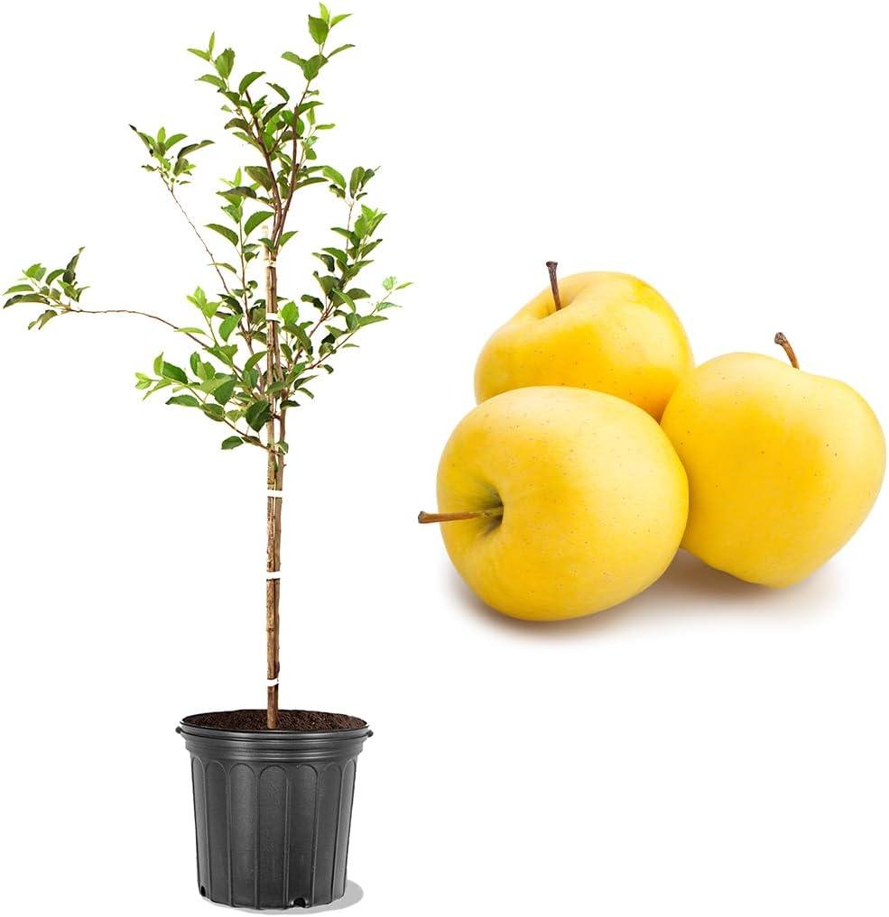 American Plant Exchange Golden Delicious Apple Tree, Live Outdoor Fruiting Plant, Self-Pollinating Fruit