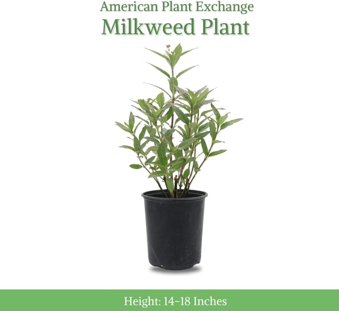 Tropical Red Milkweed Shrub in Black Pot for Indoor/Outdoor